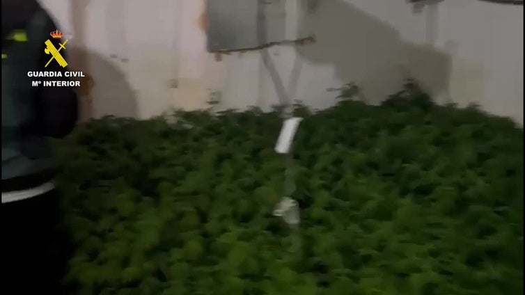 La Guardia Civil detiene a tres personas por el cultivo de 367 plantas de marihuana en dos viviendas de Totana