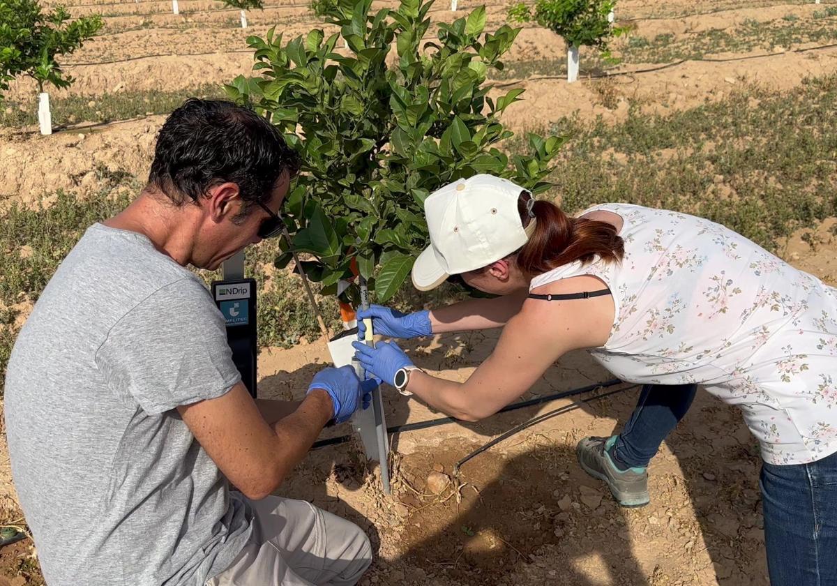 Rafael Clemente y Paula Bernal, investigadores del Cebas-CSIC, instalando una rizo-sonda en una de las parcelas estudiadas en el Proyecto Nitro-Control.