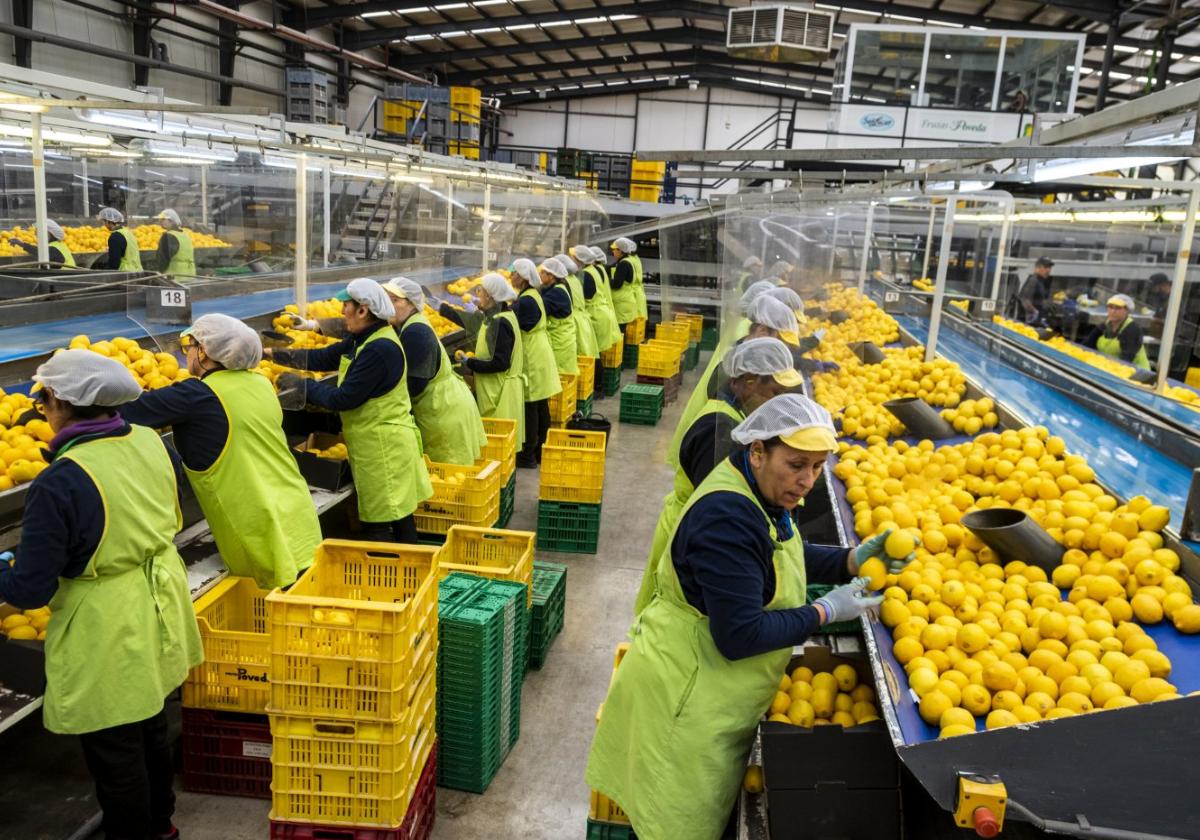 Operarias trabajando en una comercializadora de limones en la Región.