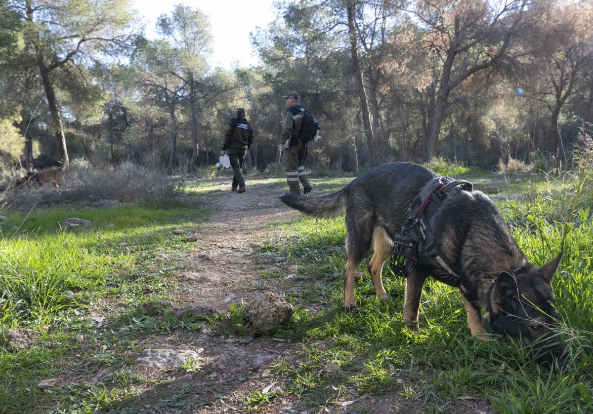 'Fiona' olfatea una de las zonas delimitadas para el entrenamiento de detección de cebos envenenados en El Valle, en Murcia.