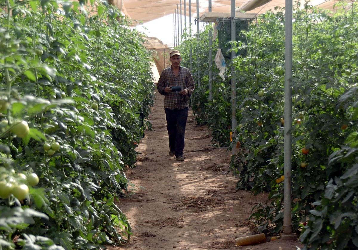 Un jornalero atraviesa una plantación de tomates en un invernadero de la Región de Murcia.