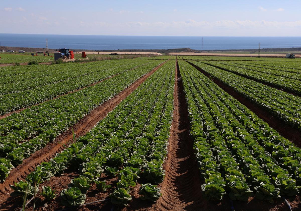 Una plantación de lechugas en Águilas, en una imagen de archivo.