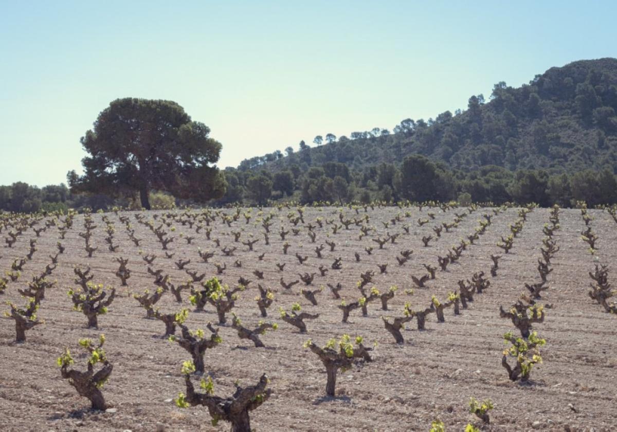 Viñedo de corte tradicional en un campo de Jumilla.