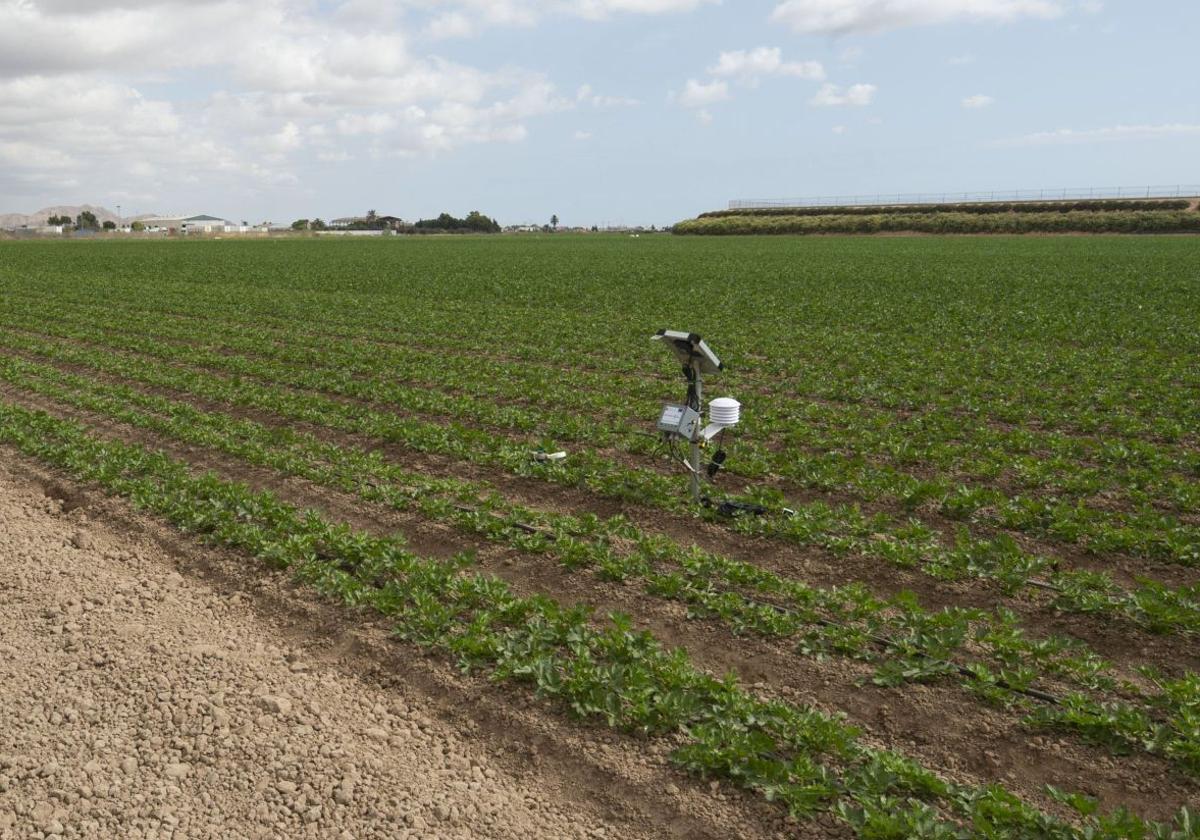 Imagen de archivo de una plantación del Campo de Cartagena.