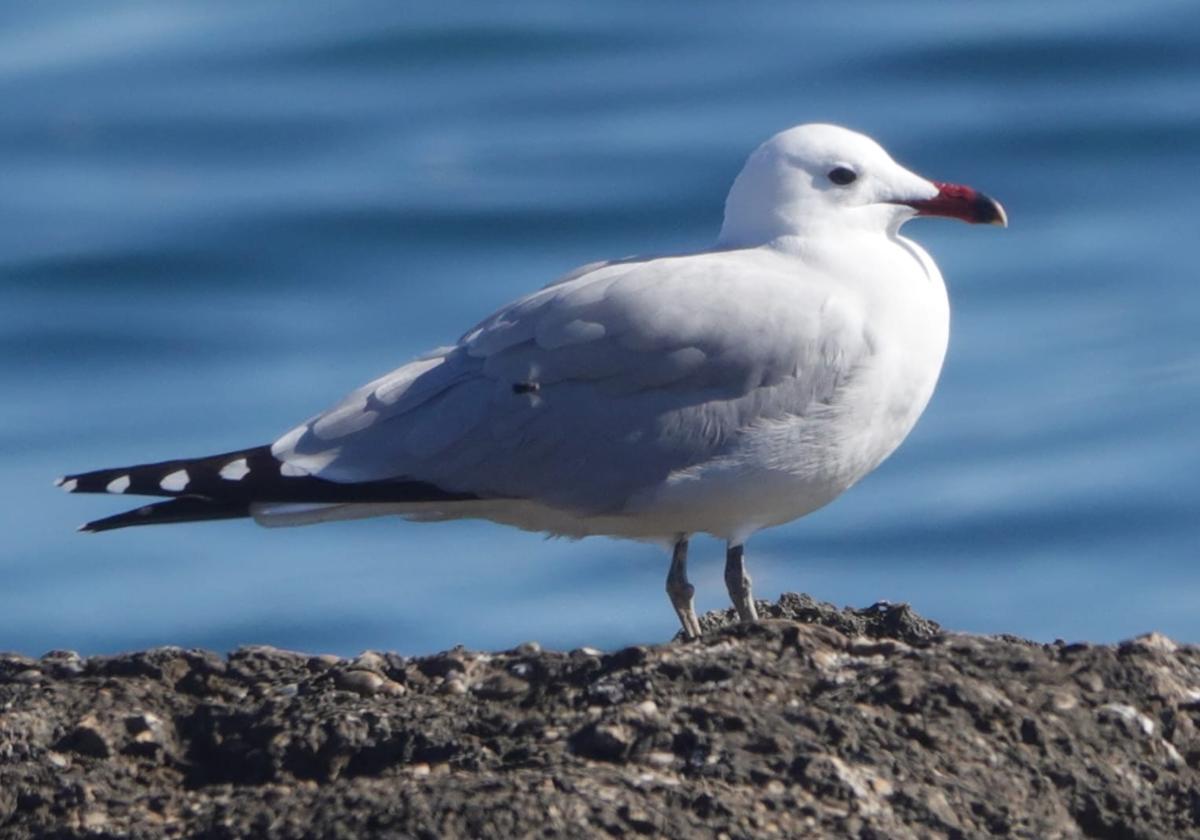 Gaviota de Audouin ('Larus audouinii'), vulnerable, junto al mar del Parque Regional.