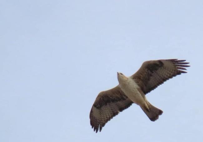 Un águila perdicera ('Aquila fasciata'), especie vulnerable, sobrevuela la Marina de Cope.