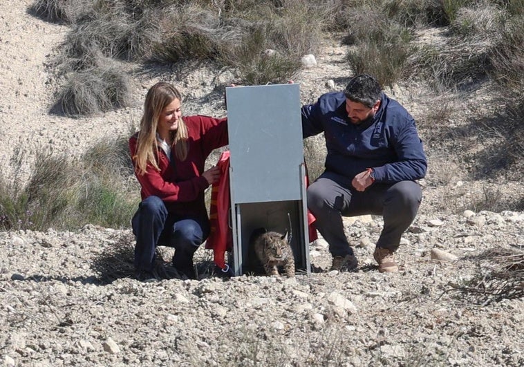 Aagesen y López Miras liberan un lince, este jueves, en Lorca.