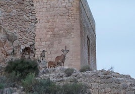 Tres ejemplares de arruí en el castillo, en una imagen de archivo.