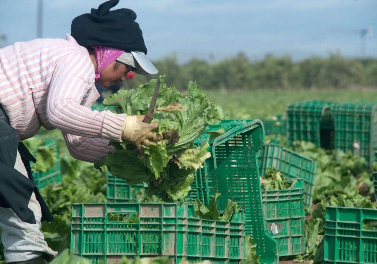 Una temporera recoge lechugas en el Campo de Cartagena, en una imagen de archivo.