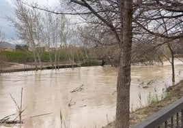 Crecida en el nivel del río Segura a su paso por el municipio.