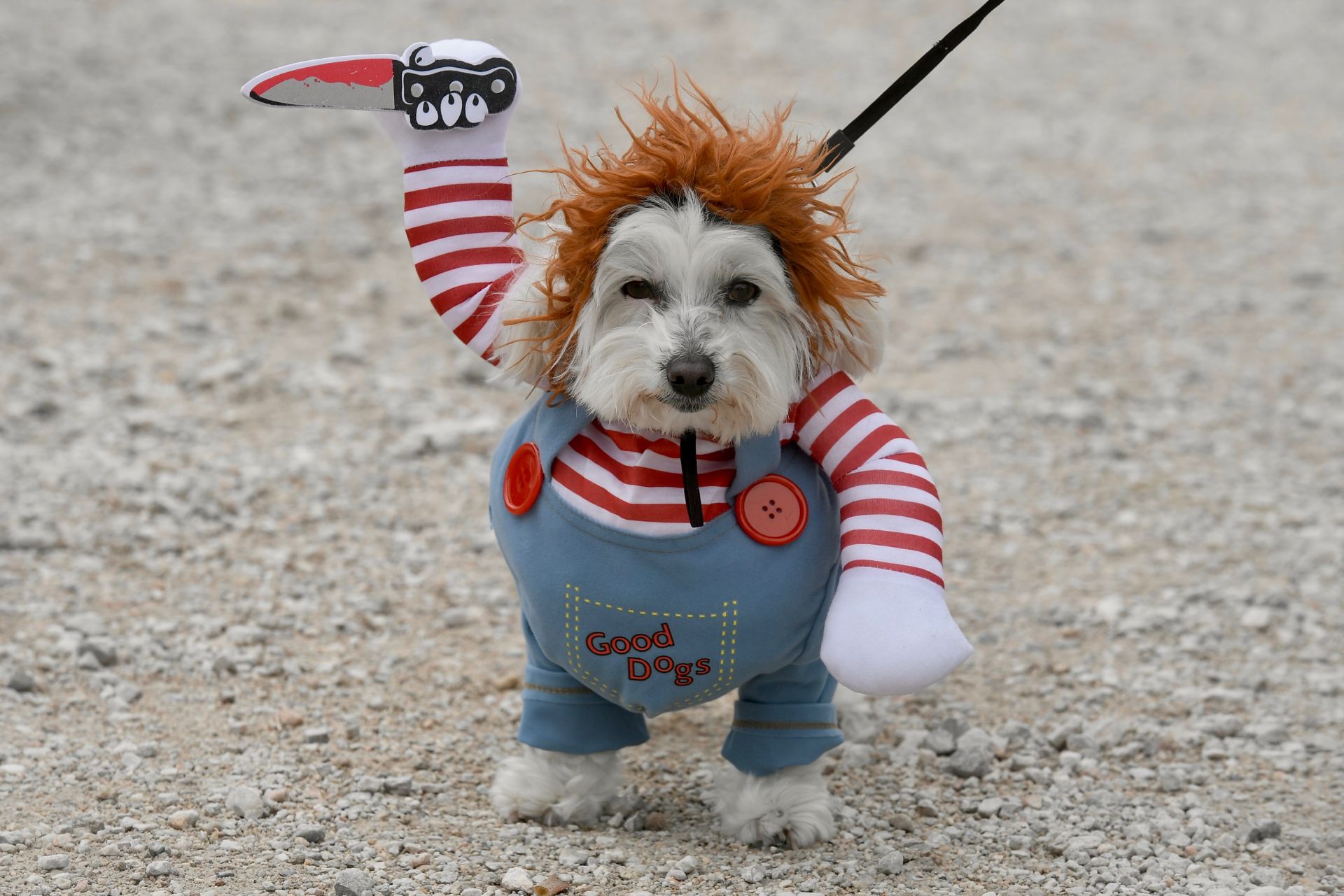 El Carnaval de mascotas de Cabezo de Torres, en imágenes