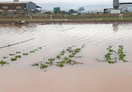 Parcelas con cultivos de lechuga inundadas en la pedanía lorquina de El Campillo, este viernes.