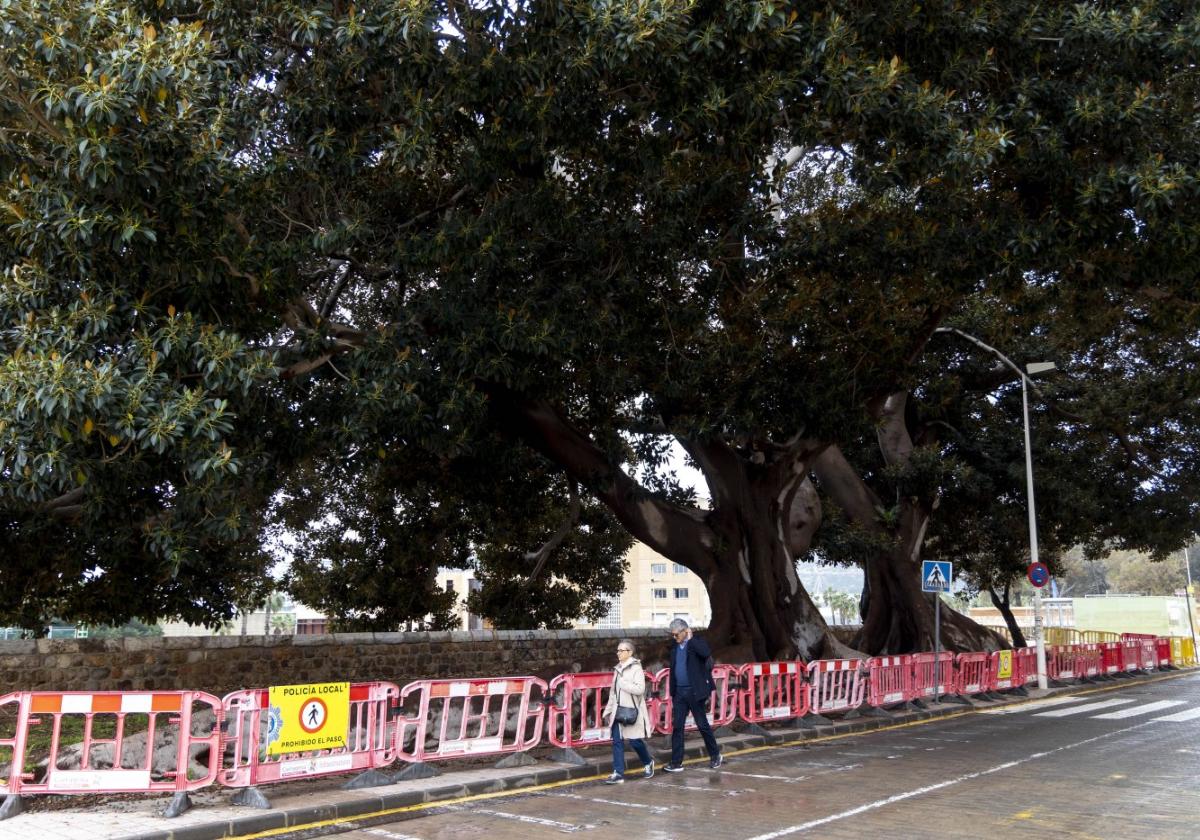 Dos personas pasean junto a las vallas que impiden el acceso a los dos ficus.