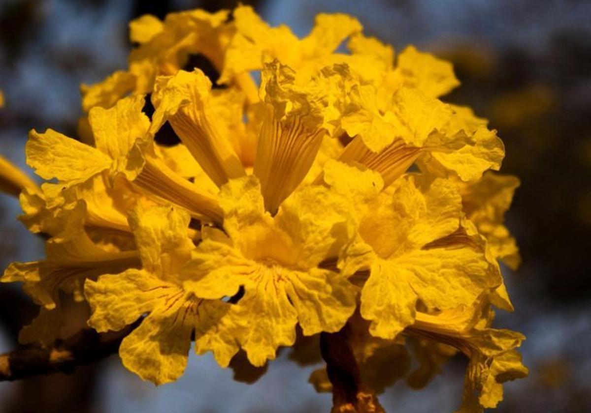 El araguaney (Handroanthus chrysanthus) es el árbol nacional de Venezuela desde 1948.