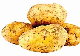 La patata agria del Campo de Cartagena, una de las más tempranas y apreciadas