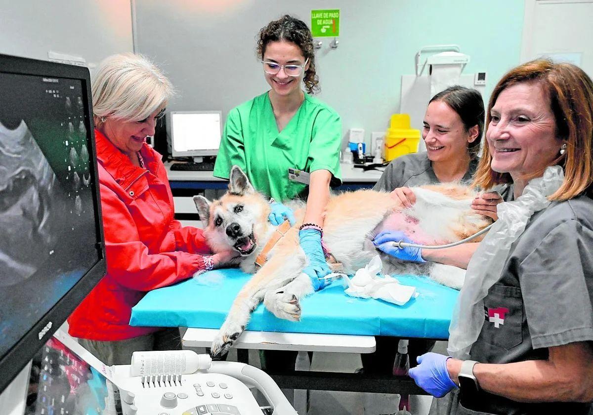 Ir al veterinario o cuidar a una mascota: esto es lo que dice la ley sobre los permisos laborales retribuidos