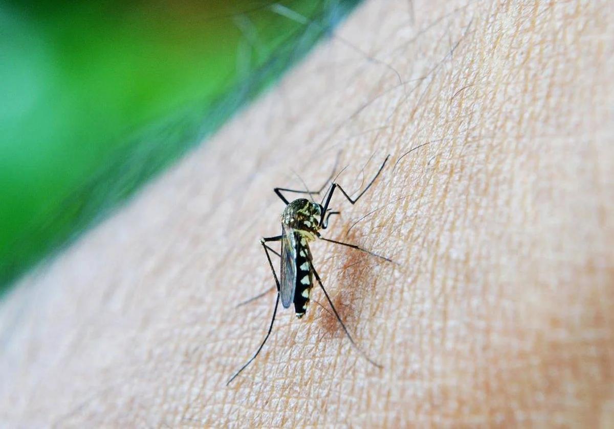 Adiós a los insectos: el truco con cáscara de naranja para ahuyentar a los mosquitos y las moscas