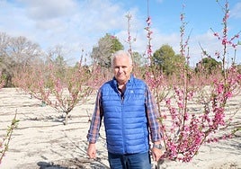 Pascual Hortelano, responsable sectorial de fruta de hueso de Fecoam.