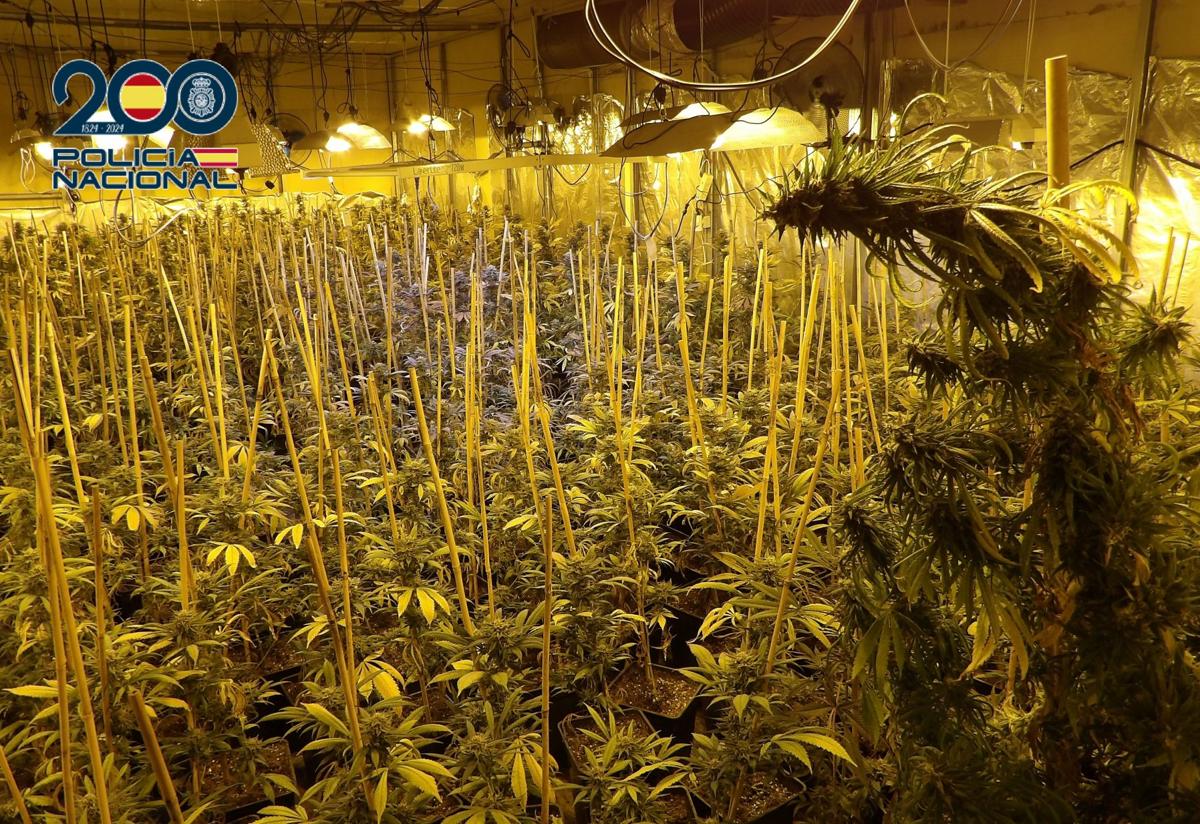 Dos detenidos por cultivar 1.000 plantas de marihuana en una nave industrial de Molina de Segura