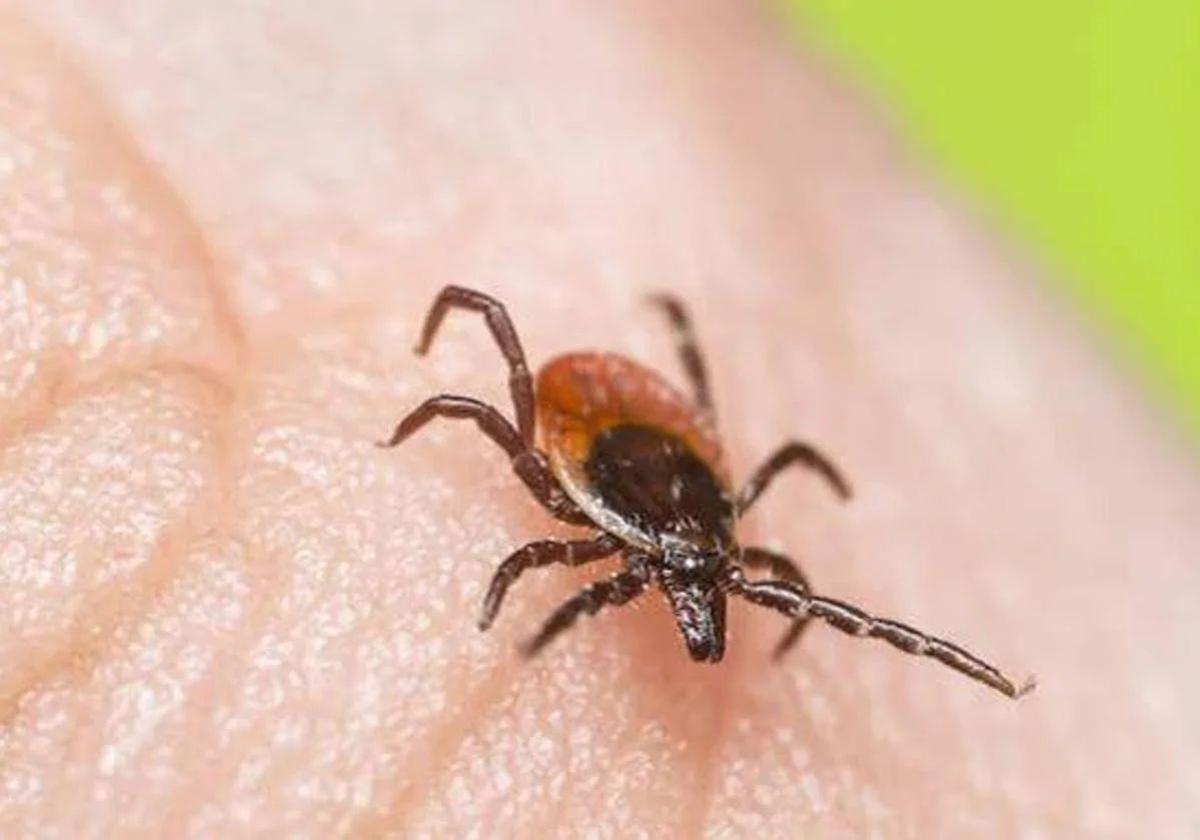 Mantén a raya a las garrapatas: cinco repelentes naturales para proteger a tu mascota