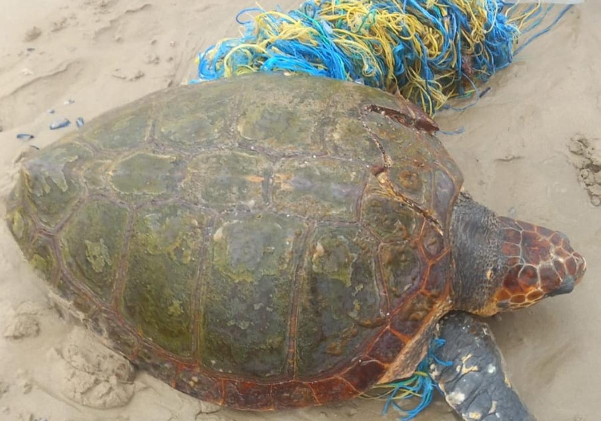 Rescatan una tortuga boba con las aletas atrapadas en redes en una playa de San Javier