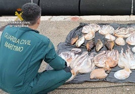 El pulpo y el pescado incautado por la Benemérita.