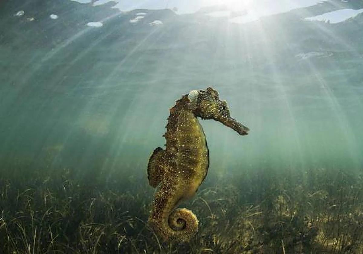 Caballito del Mar Menor, en una imagen de archivo.