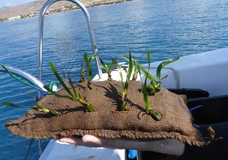 Primeras plantas de posidonia criadas en el vivero de Portmán que fueron llevadas al mar para su plantación, en la bahía de Mazarrón.