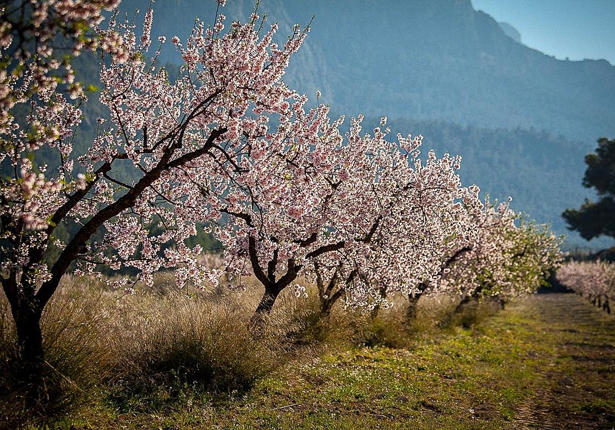 Almendros en Mula en una imagen de archivo.