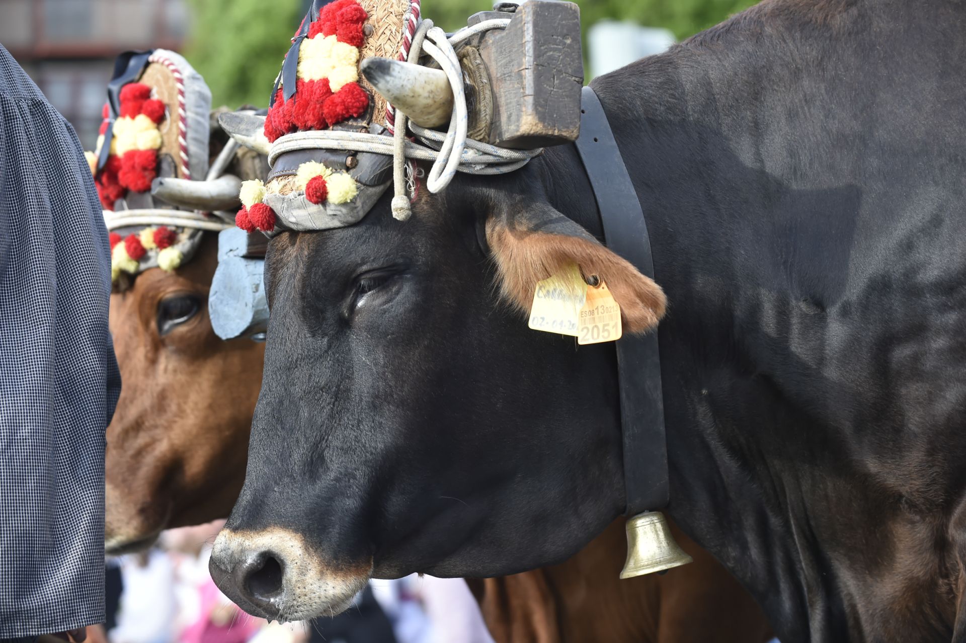 El desfile del Bando de la Huerta de Murcia, en imágenes