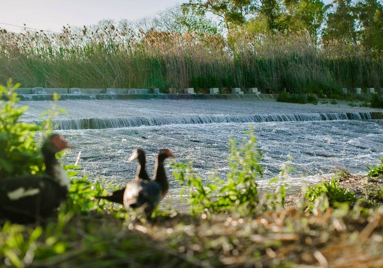 Presa de la Contraparada, también conocida como azud mayor.