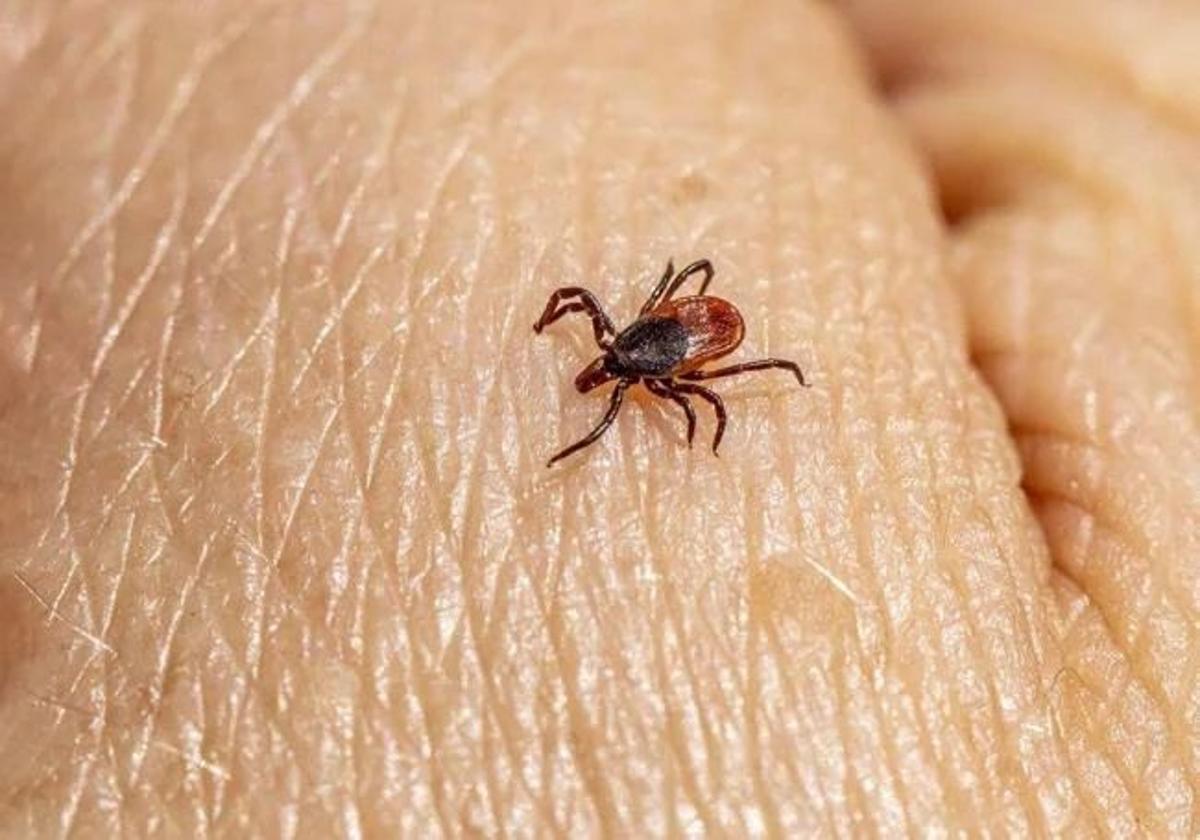 No quites las garrapatas con remedios caseros: una veterinaria revela el método más seguro para evitar infecciones en perros