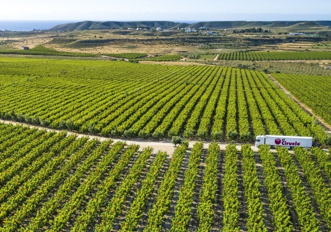 Vista panorámica de un cultivo de fruta de hueso de El Ciruelo.