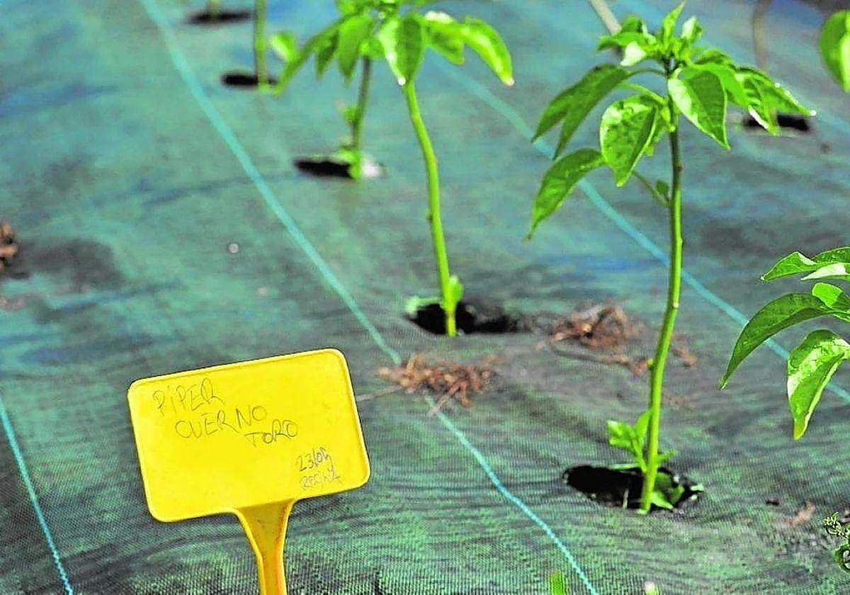 Un cultivo de agricultura ecológica en la Región de Murcia, en una imagen de archivo.