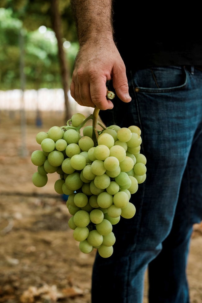 El Ciruelo cultiva y comercializa una amplia gama de uva de mesa.