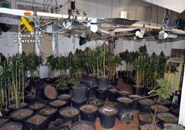 Las plantas incautadas por la Guardia Civil de la Región de Murcia.