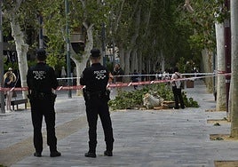 Imagen de la rama desplomada en el paseo Alfonso X de Murcia este miércoles.