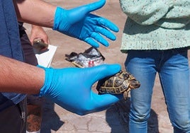 Primera jornada del censo en Marina de Cope.