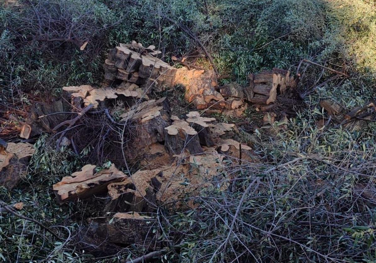 Ecologistas exige una ordenanza que protejalas oliveras centenarias de Cieza