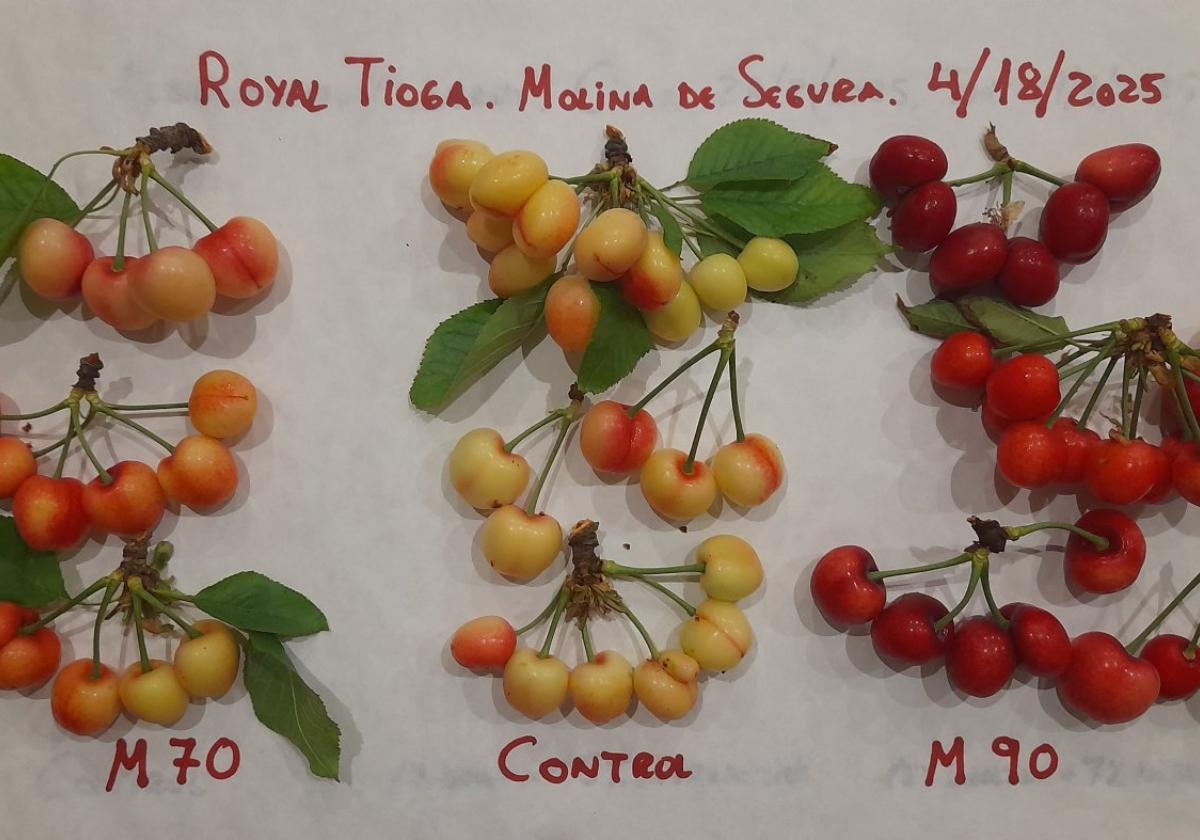 Las cerezas más rápidas de Europa
