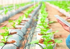 Avances técnicos para laproducción agrícola paraobtener una mayor eficienciay calidad.