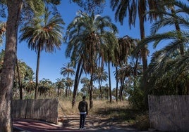 Imagen de archivo del palmeral de Orihuela.