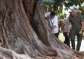 Gerard Passola (d), ayer, examina el ficus.