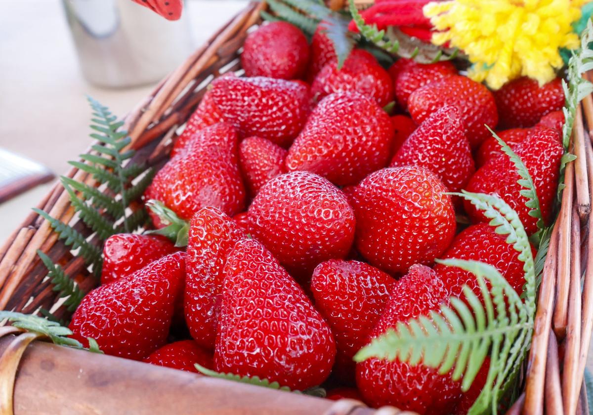 La fresa tuvo en la huerta de Murcia una variedad autóctona