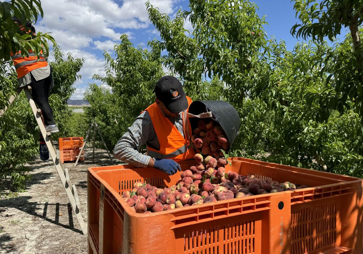 El psoe de cieza critica el retraso del plan para atender a los temporeros que recogen la fruta | la verdad