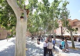 Imagen de archivo de los árboles del paseo de Alfonso X.