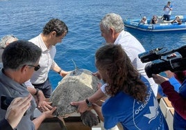 Momento en el que la tortuga, con un emisor, es devuelta al mar, ayer.