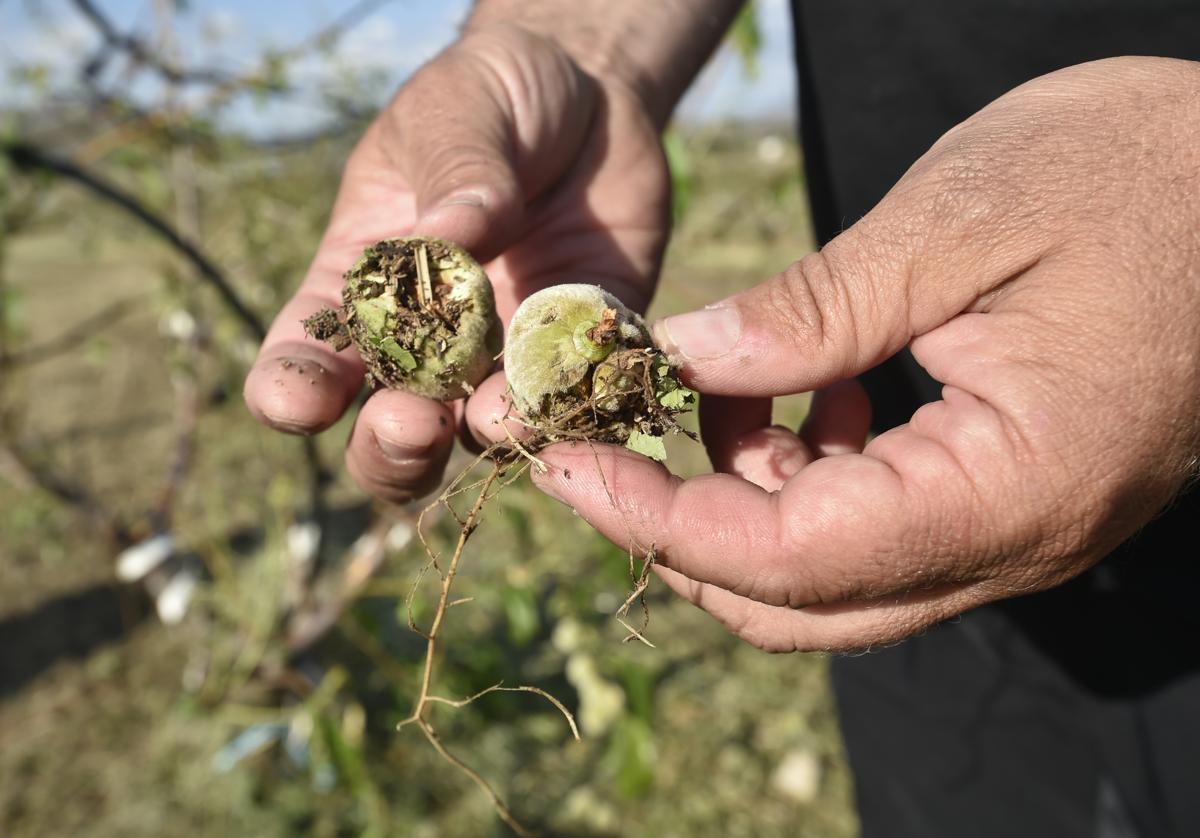 Un agricultor muestra daños provocados por el granizo en sus cultivos.