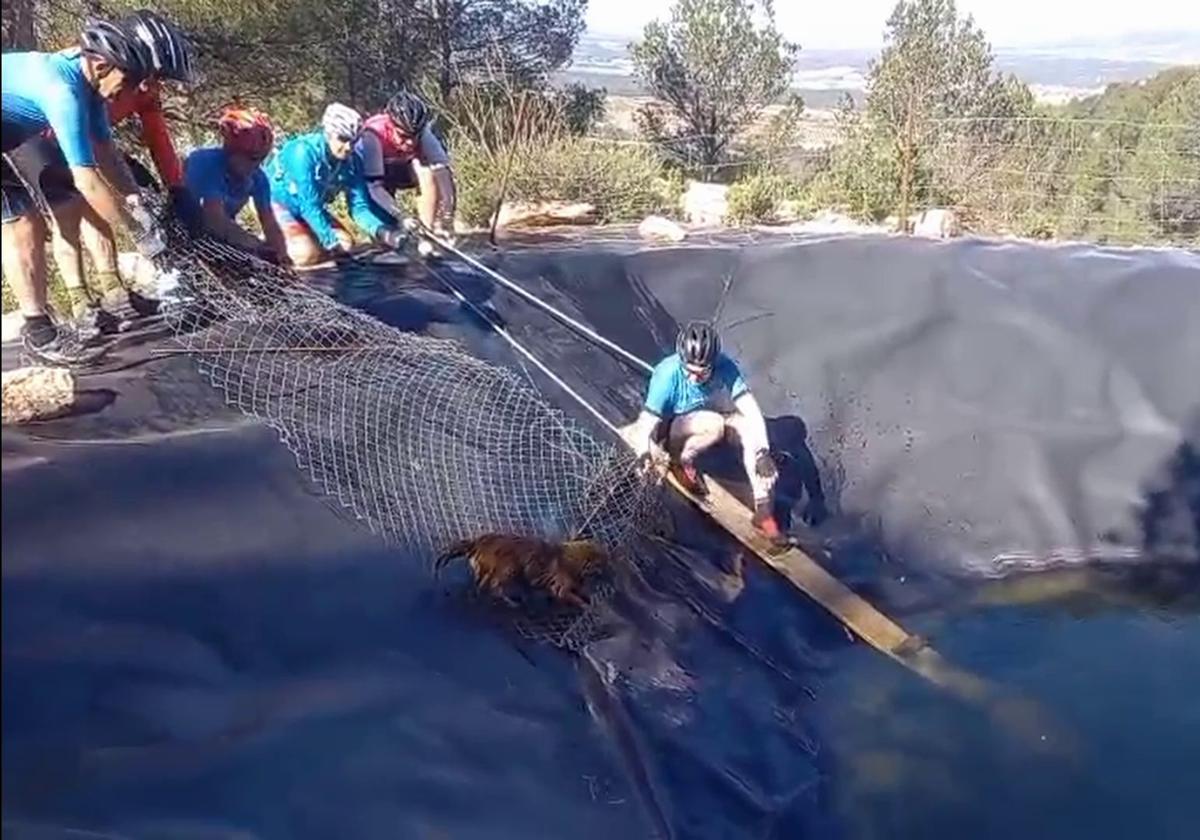 El ingenioso dispositivo de unos ciclistas para rescatar a tres perros de una balsa en bullas | la verdad