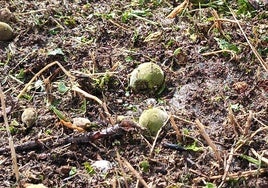 Daños ocasionados por el granizo en una explotación agrícola de Jumilla.